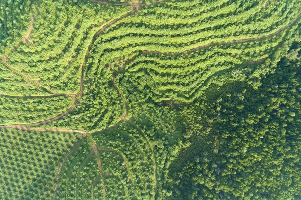 Fila Jardín Plantación Palmeras Alta Montaña Phang Nga Tailandia Vista — Foto de Stock