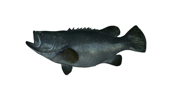 Peixe Agrupador Gigante Isolado Sobre Fundo Branco — Fotografia de Stock