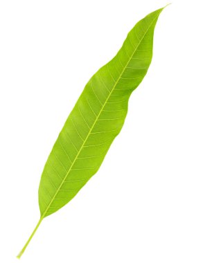 Beyaz arkaplanda yeşil mango yaprağı izole.