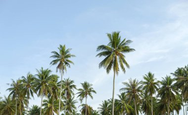 Satır ve palmiye ağaçlarının açık mavi gökyüzü manzara arka plan ile tropikal Adası.