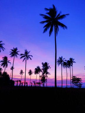 Satır güzel dramatik gökyüzü günbatımı ve gündoğumu güzel doğa arka planda phuket Tayland tropikal deniz toplayan üzerine Hindistan cevizi hurma ağaçlarının.