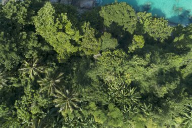 Üstten görünüm manzara güzel tropik yağmur ormanı yaz sezonu görüntü tarafından çekim, havadan görünümü dron yüksek açılı görünüş.