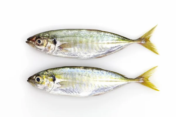 Fresco Striscia Gialla Trevally Pesce Isolato Sfondo Bianco — Foto Stock