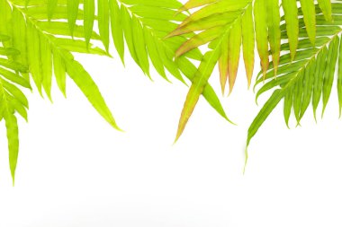 Taze yaprakları çerçeve beyaz arka plan üzerinde izole.