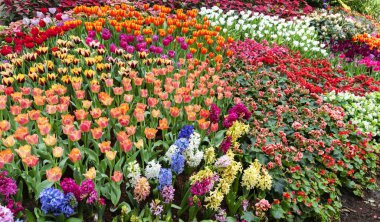 Güzel renkli lale bahçe doğa bahar, güzel doğa arka planda