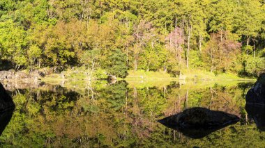 Güzel ve su yüzeyi refleksini ağaçlarıyla
