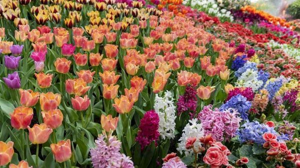 Beautiful Colorful Tulips Garden Nature Spring Beautiful Nature Background — Stock Photo, Image