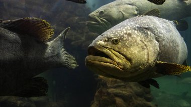 Andaman Denizi dev orfoz balığı. 