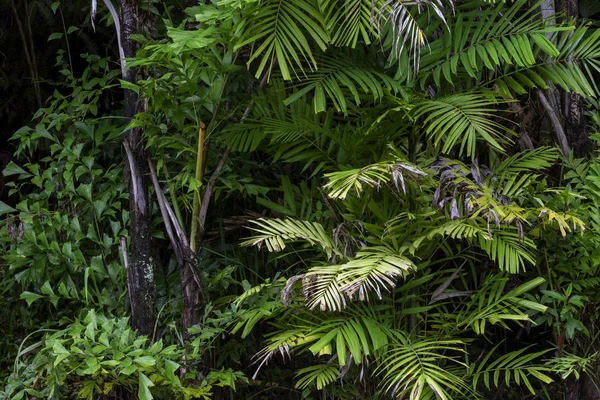 Skogens Tillväxt Träd Natur Gröna Träd Regnskog För Bakgrund — Stockfoto