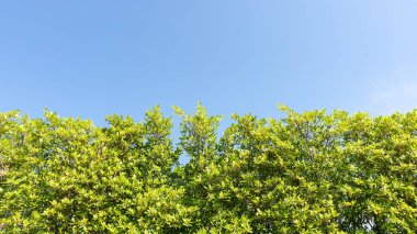 Ağaçların dalları doğa arka plan ve bahar doğa tasarımı için açık mavi gökyüzü arka plan resmi karşı güzel yeşil yaprakları çerçeve.