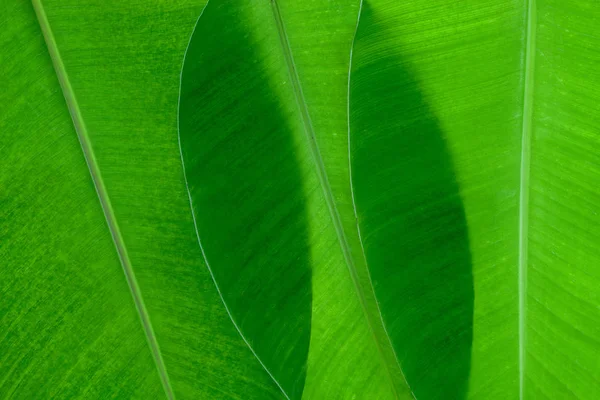 Taze muz yaprak için arka plan ve tasarım detay.