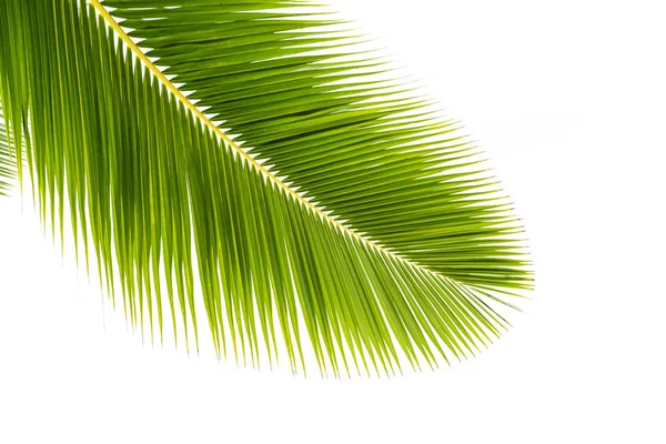 孤立在白色背景上的椰子棕榈叶 — 图库照片