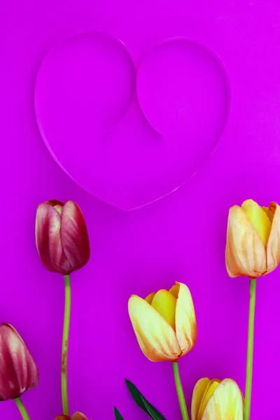 Spring flower of multi color Tulips on pink background