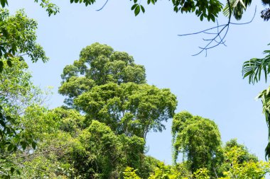 Doğa yeşil ağaçlar çerçeve arka plan doğa arka plan kullanarak 