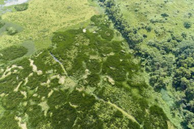 Havadan görünüm drone shot yeşil ormanın tepesinde
