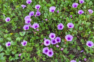 Yaz çiçek arka plan , Güzel mor çiçek