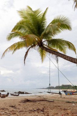 Yaz tatili ve tatil arka plan kavramı, hindistan cevizi palmiye 