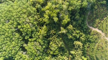 Havadan görünüm drone shot yeşil ormanın tepesinde
