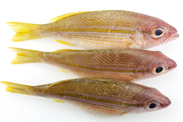 Bigeye Snapper рыбы изолированы на белом фоне — стоковое фото