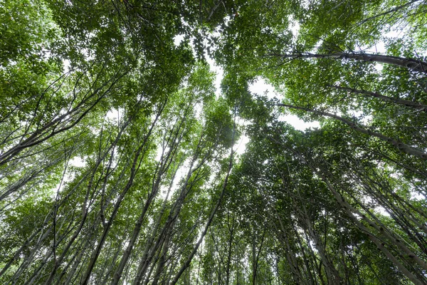 Forest groei bomen. natuur groene mangrove bos achtergronden — Stockfoto