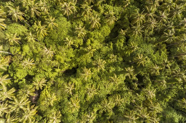 Drone geschoten top van kokospalmen in regenwoud — Stockfoto