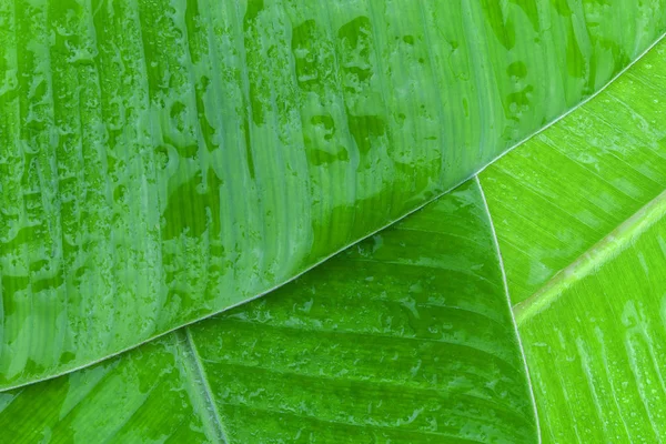 Mönster av bananblad för bakgrund och natur design — Stockfoto