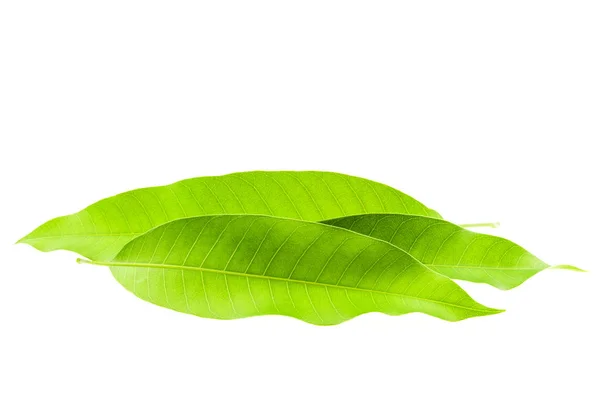 Hojas de mango verde fresco aisladas sobre fondo blanco —  Fotos de Stock