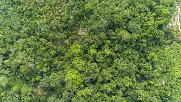Havadan görünüm tropikal yağmur ormanları üst görünümü