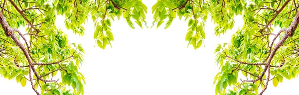 Fresh Leaves Trees branches frame beautiful green leaves — Stock Photo, Image