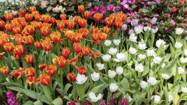 Bahar bahçe doğa güzel renkli Lale