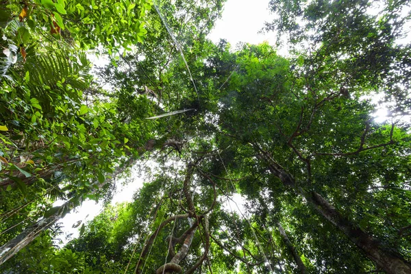 Lianas bungelen en zonlicht uit de regenwoudluifel in phuke — Stockfoto