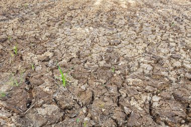 Kuru ve çatlak zeminli arazi, ekoloji kavramı için 