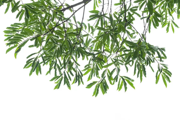 Frische grüne Blätter Rand isoliert auf weißem Hintergrund — Stockfoto