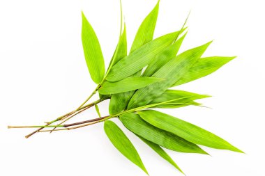 Bambu yaprakları beyaz arkaplanda yalıtılmış.