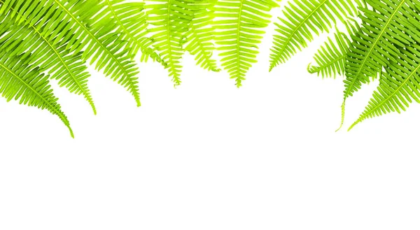 Green fern frame isolated on white background — Stock Photo, Image