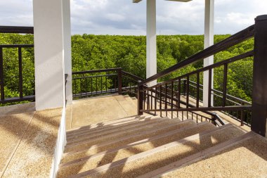 Döner merdiven gezi kule mangrov orman