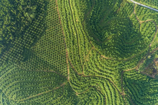 Fila de jardín de plantación de palmeras en alta montaña en phang nga — Foto de Stock
