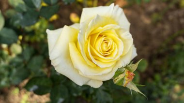 Çiçek güzel sarı gül çiçek yakın