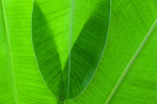 Detalj av färska bananblad för bakgrunden och design — Stockfoto