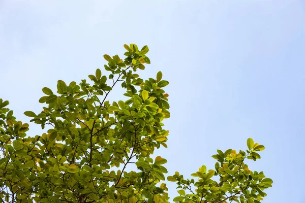 Ağaçlar dalları clearsky karşı güzel yeşil yaprakları çerçeve