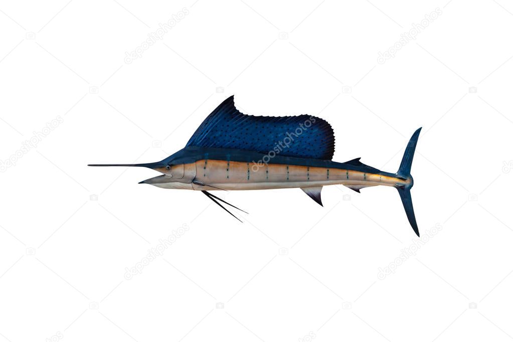 Marlin - Swordfish,Sailfish saltwater fish (Istiophorus)