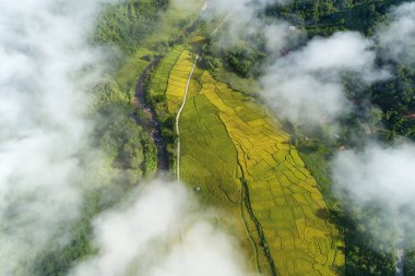 Hava Aracı Fotoğrafçılığı Yeşil ve Altın pirinç tarlasının tepesinde