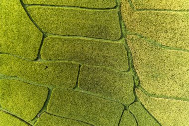 Hava Aracı Fotoğrafçılığı Yeşil ve Altın pirinç tarlasının tepesinde