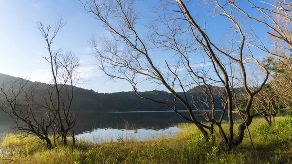 Arbres morts dans le lac Forêt tropicale Beaux paysages nature backgroun — Photo