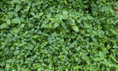 Taze yeşil yaprak dokusu doğa arkaplanı ve tasarım için