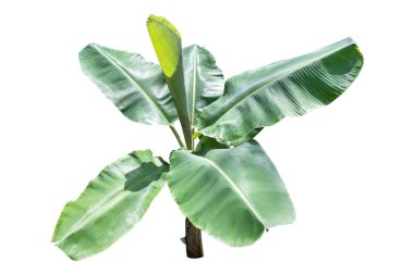 Beyaz arkaplanda izole edilmiş muz ağacı, kırpma yolu ile