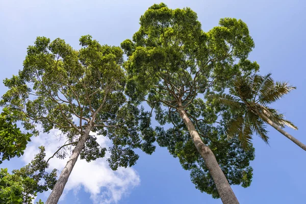 Forest groei bomen, natuur groene bomen regenwoud voor achtergrond — Stockfoto