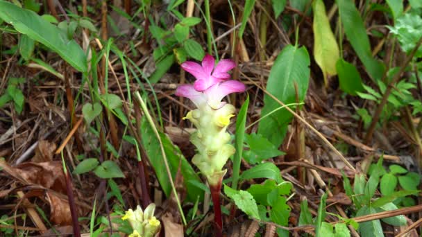 Mooie Bloem Het Wild — Stockvideo