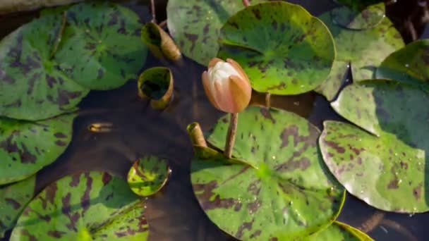 Gölette Güzel Nilüfer Çiçeği Zaman Geçidi Video Görüntüsü — Stok video