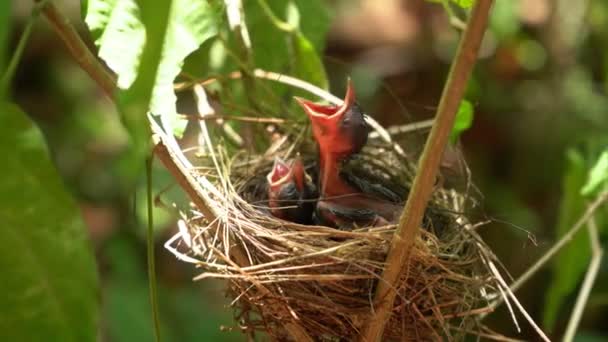 Bebé Pájaro Nido Pájaro Pájaro Está Esperando Madre Para Alimentarse — Vídeos de Stock